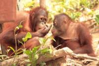 Private Tour: Orangutan Island, Taiping Zoo and Perak Museum from Penang