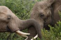 Private Tour: Pilanesberg National Park from Johannesburg
