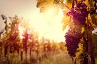 Private Tour: Ribatejo Region with Wine Tasting