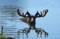 Private Tour: Seward Cruise Transfer and Tour