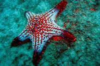 Private Tour: Sightseeing Cruise and Snorkeling in Los Cabos