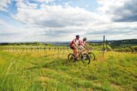 Private Tour: Vienna Woods and Kahlenberg Mountain Bike Ride