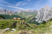 Pyrenees Mountains Private Day Trip from Barcelona
