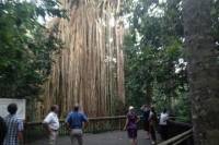 Rainforest and Waterfall Day-Trip from Cairns Including Crater Lakes, Millaa Falls and Zilliee Falls