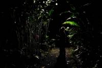 Rainforest Night Hike and Dinner from La Fortuna