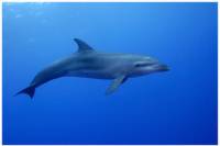 Rangiroa Scuba Diving