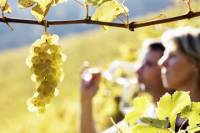 Rhone Valley Wine Tour from Avignon: Chateauneuf-du-Pape and Tavel