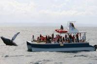 Samaná Whale Watching Excursion from Punta Cana