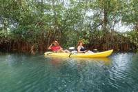 Samara Beach Wildlife and Mangrove Kayaking