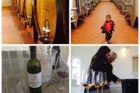 Sangiovese Wine Tour with 2 Wineries and Lunch