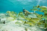 Santa Maria and Chileno Bay Snorkel Adventure