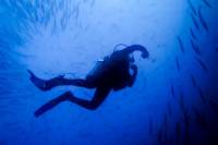 Scuba Diving Day Trip to Coiba National Park for Certified Divers