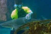 Shark and Stingray Encounter at Ocean World