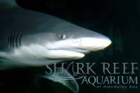 Shark Reef at Mandalay Bay Hotel and Casino