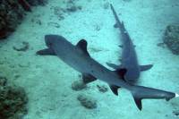 Single Tank Scuba Diving in Playas del Coco