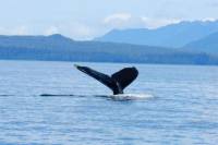 Sitka Whale-Watching and Marine Life Tour