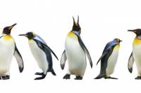 Ski Dubai Penguin Encounter