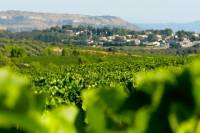 Small-Group Languedoc Wine and Olive Tour with lunch from Montpellier