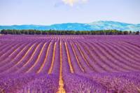 Small-Group Lavender Day Trip from Avignon: Aix-en-Provence, Valensole Plateau and L'Occitane Factory