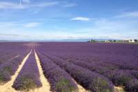 Small-Group Lavender tour of Valensole, Moustiers Sainte Marie and Verdon from Marseille
