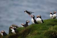 Small-Group Puffin Watching RIB Cruise from Reykjavik