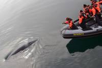 Small-Group Reykjavik RIB Whale Watching Cruise with Whales of Iceland Exhibiton Entrance Ticket