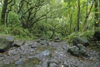 Small Group Tour: Waimea Valley Hike and Swim from Poipu