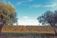 Small-Group Évora Day Trip from Lisbon with Wine Tasting