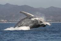 Small-Group Whale Watching Tour in Puerto Vallarta