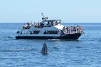 Snorkel Luncheon Cruise
