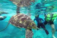 Snorkeling Day Trip at Similan Islands by Speed Boat from Krabi