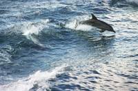 South Coast Day Trip from Sydney with Jervis Bay Dolphin Watching Cruise