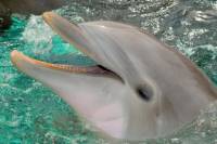 St Augustine and Dolphin Experience Day Trip from Orlando