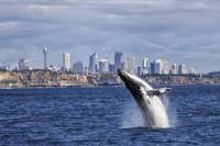 Sydney High-Speed Whale-Watching and Sightseeing Cruise