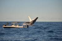Sydney Whale-Watching by Speed Boat
