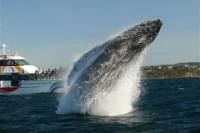Sydney Whale-Watching Cruise from Circular Quay or Darling Harbour