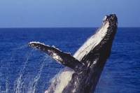 Sydney Whale-Watching Cruise