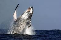 Sydney Whale-Watching Cruise Including Lunch