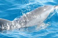 Tahiti Dolphin Watching Cruise