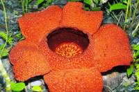 Tambunan Day Trip from Kota Kinabalu: Rafflesia Flower, Bamboo Village and Rainforest Trek