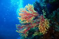 Taormina Children's Diving Experience: PADI Bubble Maker Diving Course at Isola Bella