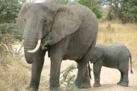 Tarangire National Park: Guided Day Tour from Arusha