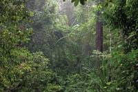 Templer's Park Day Trip from Kuala Lumpur