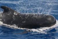 Tenerife 3 Hour Whale and Dolphin Private Luxury Charter