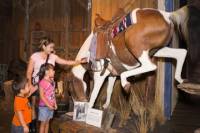 The Buckhorn Saloon & Museum and Texas Ranger Museum