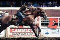 The Calgary Stampede