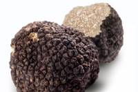 Truffle Hunting Experience with Gourmet Truffle Lunch from Florence