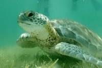 Turtle Snorkeling and Magical Cenote Tour in Tulum