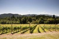 Vancouver Shore Excursion: Private Fraser Valley Wine Tour