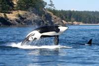 Victoria and Whale Watching